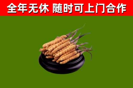 石林回收冬虫夏草
